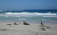 Kangaroo Island In A Day Tour From Adelaide - thumb 0