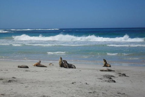 Kangaroo Island In A Day Tour From Adelaide - Tourism Search 0