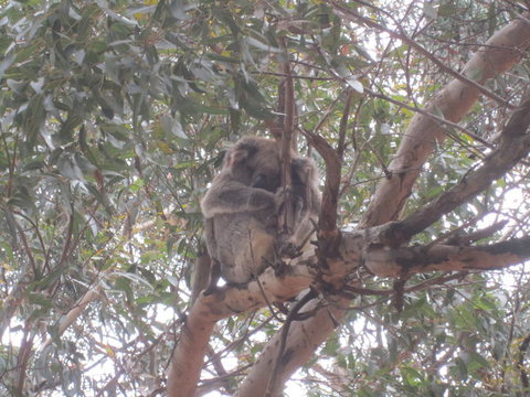 Kangaroo Island In A Day Tour From Adelaide - Tourism Search 22