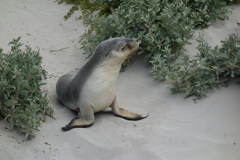Kangaroo Island In A Day Tour From Adelaide - Tourism Search 19