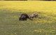 Kangaroo Island In A Day Tour From Adelaide - thumb 14