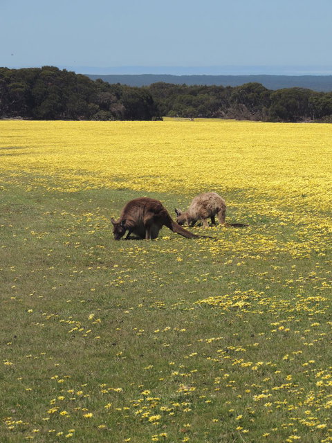 Kangaroo Island In A Day Tour From Adelaide - Tourism Search 14