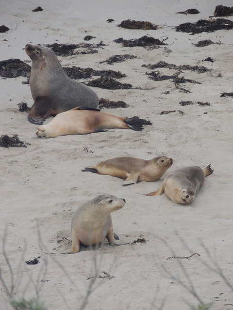Kangaroo Island In A Day Tour From Adelaide - Tourism Search 15