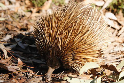 Kangaroo Island In A Day Tour From Adelaide - Tourism Search 29