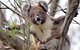 Kangaroo Island In A Day Tour From Adelaide - thumb 27