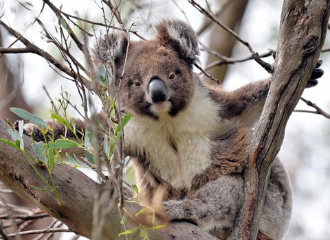 Kangaroo Island In A Day Tour From Adelaide - Tourism Search 27