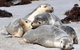 Small-Group Kangaroo Island 4WD Tour From Adelaide - thumb 1