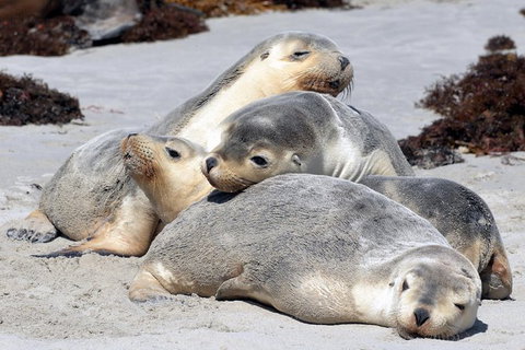 Small-Group Kangaroo Island 4WD Tour From Adelaide - Tourism Search 8