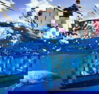 White Shark Tour with Optional Cage Dive from Port Lincoln - Tourism Search