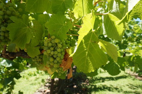 Barossa Valley With Hahndorf Tour From Adelaide - Tourism Search 4