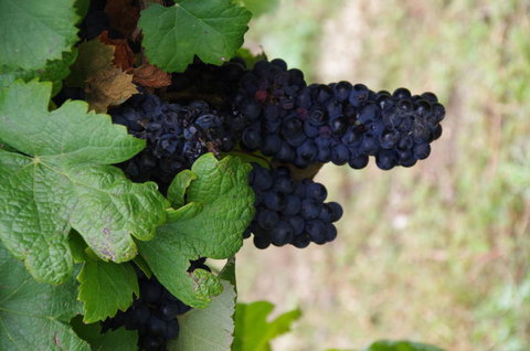 Barossa Valley Wineries Tour With Tastings And Lunch From Adelaide - Tourism Search 5