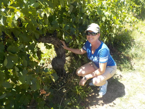 Barossa Valley Wineries Tour With Tastings And Lunch From Adelaide - Tourism Search 11