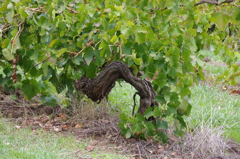 Barossa Valley Wineries Tour With Tastings And Lunch From Adelaide - Tourism Search 7