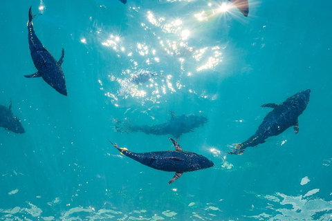 2 Hour Aquarium Tour - Tourism Search 1