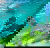 Half-Day Sea Lion Snorkeling Tour from Port Lincoln - Tourism Search