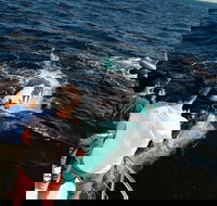 Half-Day Whale Watching and Canal Cruise from Surfers Paradise - Tourism Search