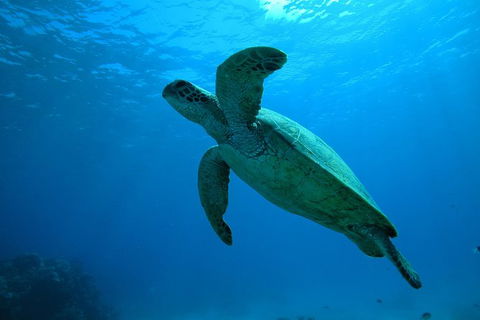 Great Barrier Reef Dive And Snorkel Cruise From Mission Beach - Tourism Search 7