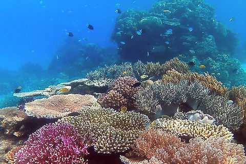 Great Barrier Reef Dive And Snorkel Cruise From Mission Beach - Tourism Search 4