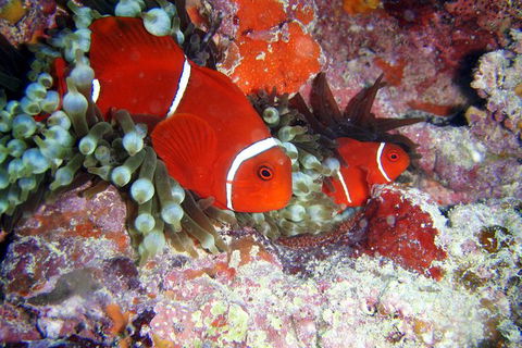 Great Barrier Reef Dive And Snorkel Cruise From Mission Beach - Tourism Search 6