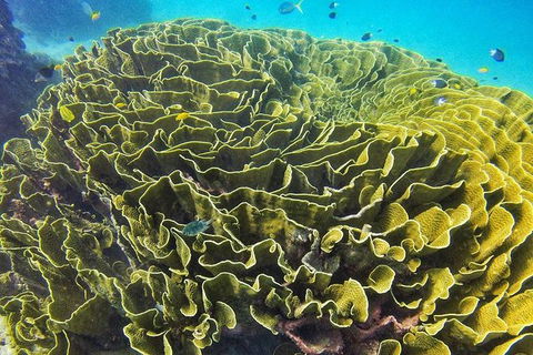 Great Barrier Reef Dive And Snorkel Cruise From Mission Beach - Tourism Search 5