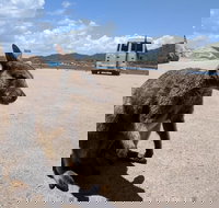 Magnetic Island Tour Maggie Comprehensive - Tourism Search