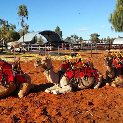 Uluru Small-Group Tour By Camel At Sunrise Or Sunset - Tourism Search 15