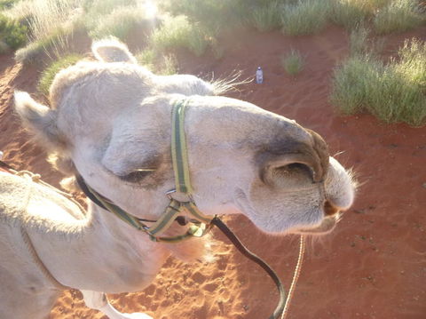 Uluru Small-Group Tour By Camel At Sunrise Or Sunset - Tourism Search 10