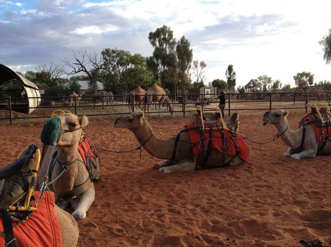 Uluru Small-Group Tour By Camel At Sunrise Or Sunset - Tourism Search 24