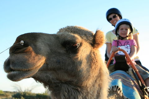 Uluru Small-Group Tour By Camel At Sunrise Or Sunset - Tourism Search 3