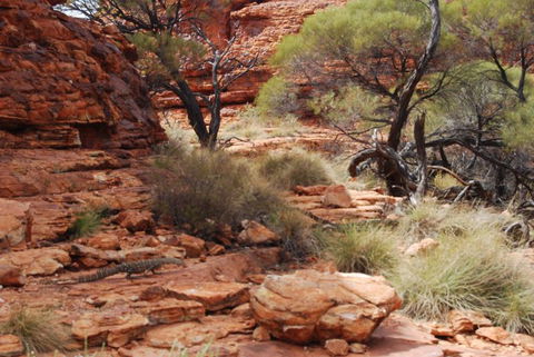 Kings Canyon Day Trip From Ayers Rock - Tourism Search 24