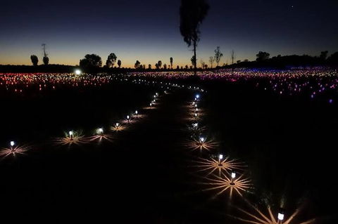 Uluru Field Of Light Sunrise Tour - Tourism Search 2