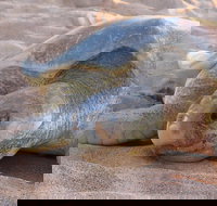 Turtle Tracks Tour to Bare Sand Island from Darwin - Tourism Search