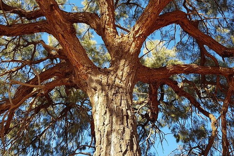 Mount Conner 4WD Small Group Tour From Ayers Rock Including Dinner - Tourism Search 4