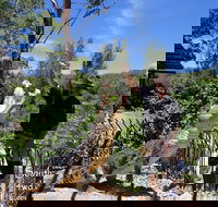 Private Shoalhaven Zoo Experience from Sydney - Tourism Search