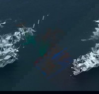 Coffs Harbour Whale Watch Experience - Tourism Search