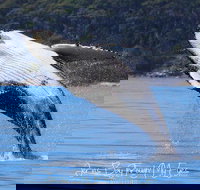 Whale Watching Jervis Bay - Tourism Search