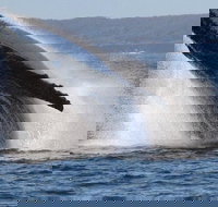 Jervis Bay Whale Watching Tour - Tourism Search