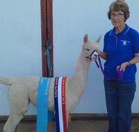 Marchmont Park Alpacas - Tourism Search