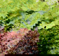 Apple Tree Creek - Tourism Search