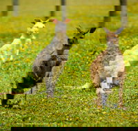 Bordertown Wildlife Park - Tourism Search