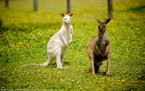 Bordertown Wildlife Park - Tourism Search 0