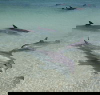 Dolphins of Monkey Mia - Tourism Search