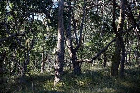 Green's Bush Long Circuit Walk - Tourism Search 0