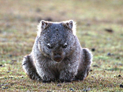 Greens Beach - Tourism Search 2