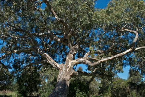 Holey Plains State Park - Tourism Search 0