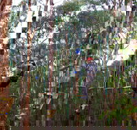 Kinglake Forest Adventures - Tourism Search