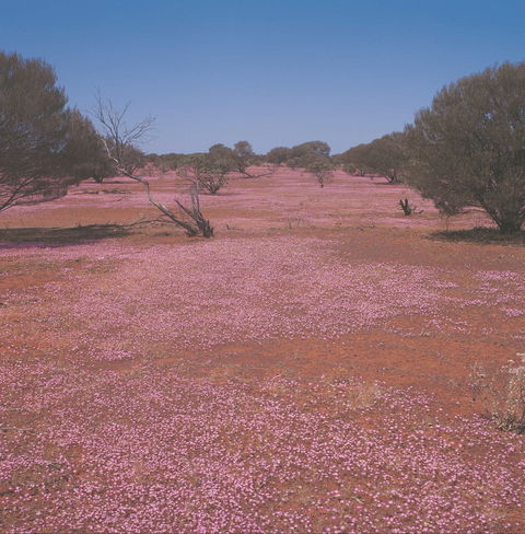 Meekatharra - Tourism Search 0