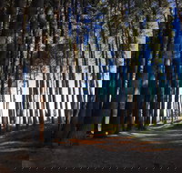 Mountain Bike Trails Tumbarumba - Tourism Search