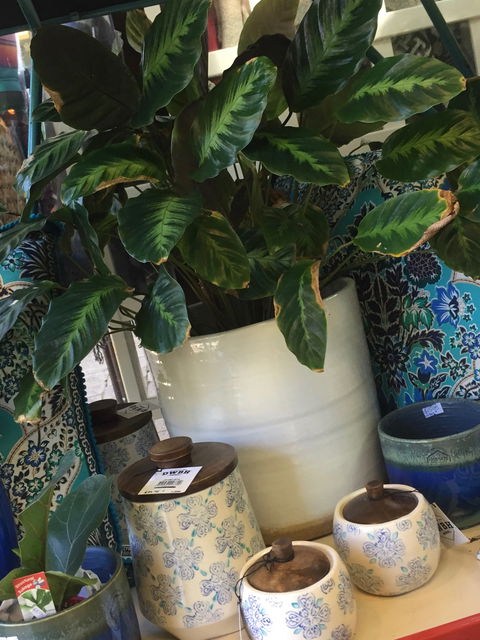 Noreen's Seaside Shop - Tourism Search 0