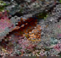 Pelorus and Orpheus Islands - Tourism Search